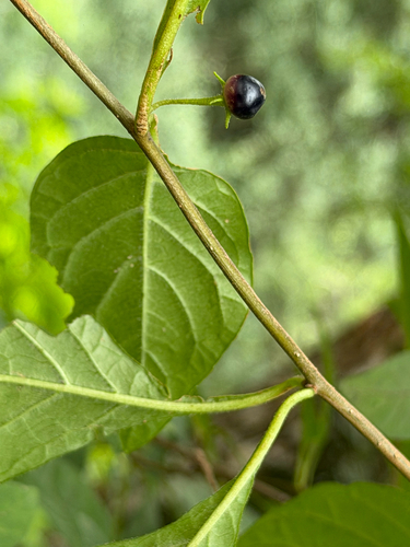 Capsicum rhomboideum, photograph 2