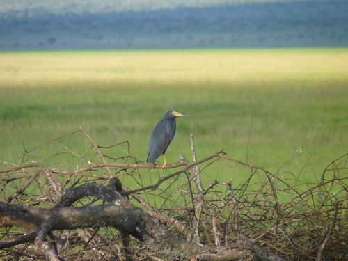 iNaturalist: (c) peterbijlmakers, some rights reserved (CC BY-NC) iNaturalist image