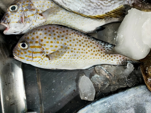 Painted Sweetlips