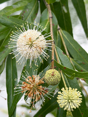 Cephalanthus salicifolius, photograph (c) Cody Hinchliff, some rights reserved (CC BY)
