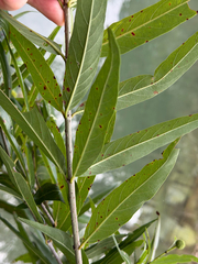 Cephalanthus salicifolius, photograph (c) Cody Hinchliff, some rights reserved (CC BY)