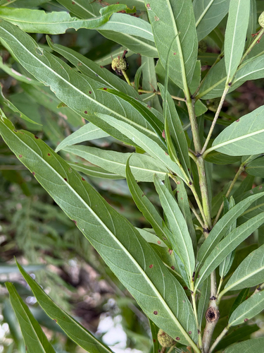 Cephalanthus salicifolius, photograph 4