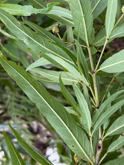 Cephalanthus salicifolius, photograph (c) Cody Hinchliff, some rights reserved (CC BY)