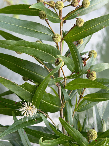 Cephalanthus salicifolius, photograph 2
