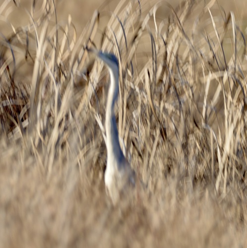 iNaturalist image