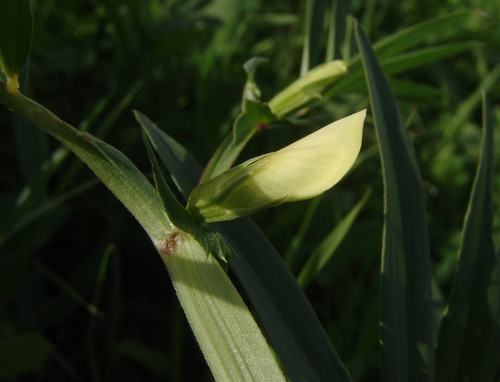 sticky-seeded vetchling (Lathyrus gloeospermus)
