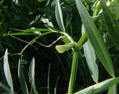 Lathyrus gloeospermus