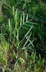 Lathyrus gloeospermus
