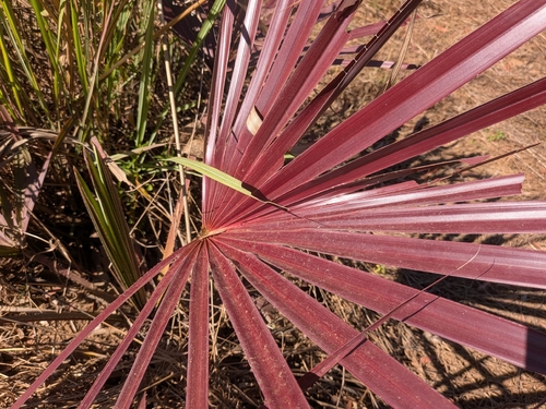 Livistona rigida