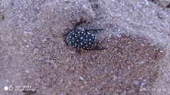 Protaetia niveoguttata