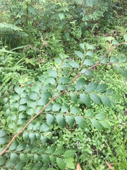 Breynia oblongifolia
