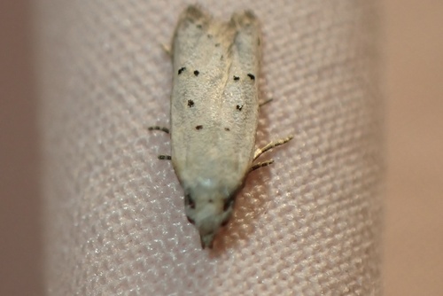 Carposina gracillima observed 2026-07-19