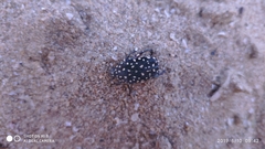 Protaetia niveoguttata