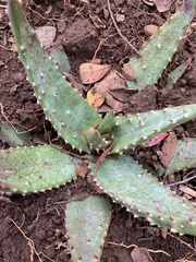 Aloe soutpansbergensis