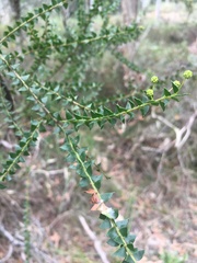 Acacia hubbardiana