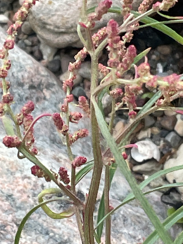 Atriplex littoralis, photograph 5