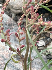 Atriplex littoralis, photograph author not stated, no rights reserved