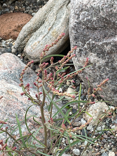 Atriplex littoralis, photograph 4