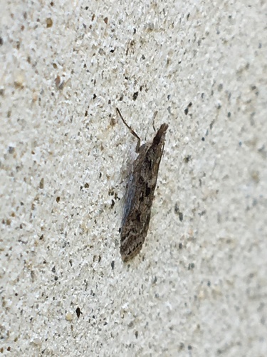 Narrow-winged Grey photo 4