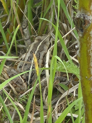 Wood Frog