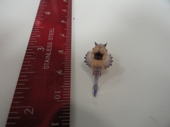 Cerataspis monstrosus