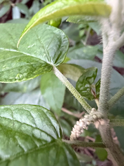 Croton cortesianus, photograph (c) Cody Hinchliff, some rights reserved (CC BY)