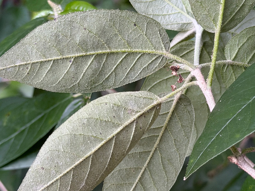 Croton cortesianus, photograph 6