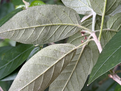 Croton cortesianus, photograph (c) Cody Hinchliff, some rights reserved (CC BY)