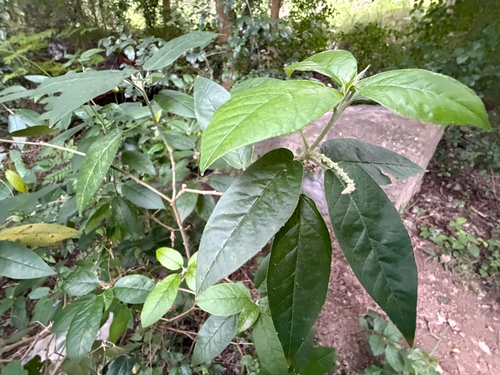 Croton cortesianus, photograph 4