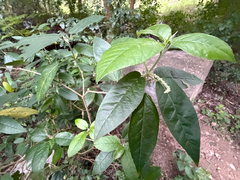 Croton cortesianus, photograph (c) Cody Hinchliff, some rights reserved (CC BY)