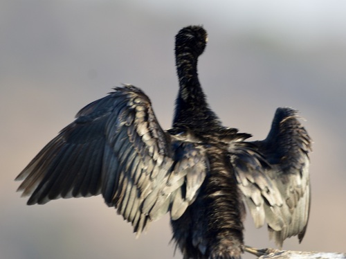 iNaturalist: (c) joat, some rights reserved (CC BY-NC) iNaturalist image