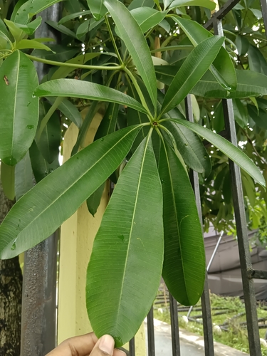 White Cheesewood