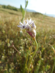 Allium howellii
