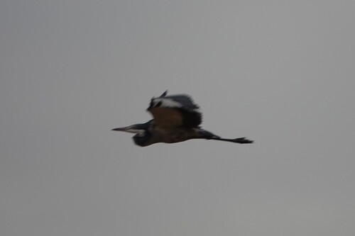 iNaturalist image
