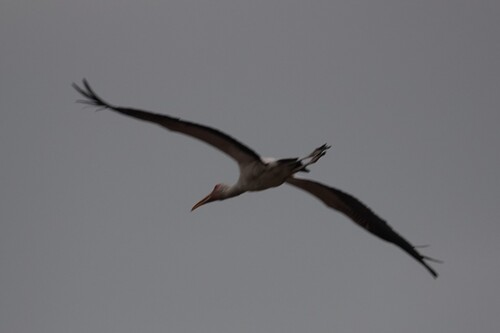 iNaturalist image