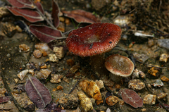 Russula compressa