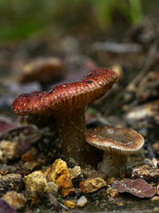 Russula compressa