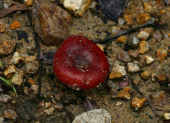 Russula compressa