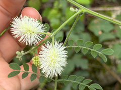 Mimosa malacophylla, photograph (c) Cody Hinchliff, some rights reserved (CC BY)