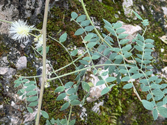 Mimosa malacophylla, photograph (c) Cody Hinchliff, some rights reserved (CC BY)