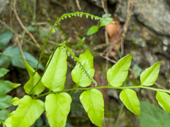Anemia mexicana, photograph (c) Cody Hinchliff, some rights reserved (CC BY)
