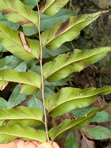 Anemia mexicana, photograph 6