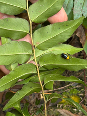 Anemia mexicana, photograph (c) Cody Hinchliff, some rights reserved (CC BY)