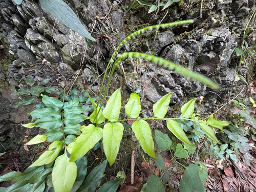 Anemia mexicana, photograph 3