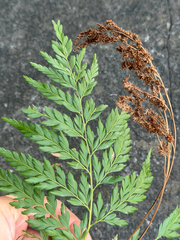 Anemia adiantifolia, photograph (c) Cody Hinchliff, some rights reserved (CC BY)