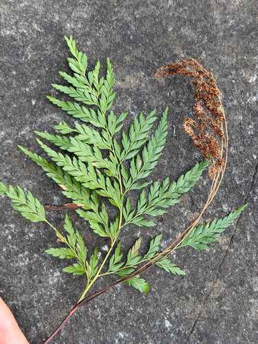 Anemia adiantifolia, photograph 5
