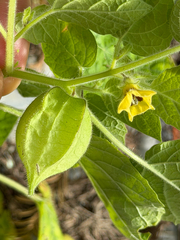 Physalis pubescens, photograph (c) Cody Hinchliff, some rights reserved (CC BY)