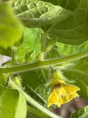Physalis pubescens, photograph (c) Cody Hinchliff, some rights reserved (CC BY)