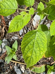 Physalis pubescens, photograph (c) Cody Hinchliff, some rights reserved (CC BY)