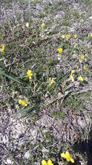 Helianthemum oelandicum orientale